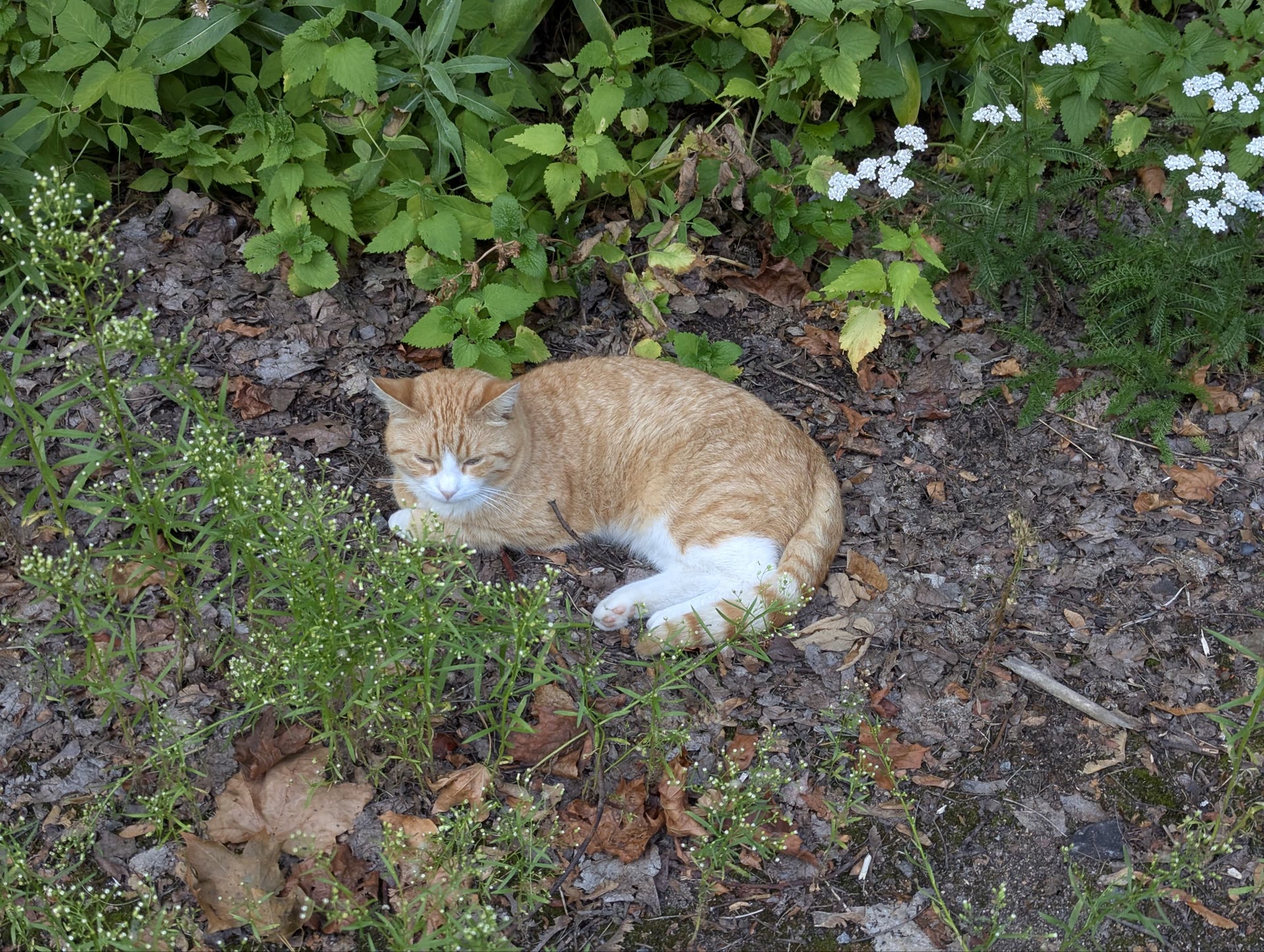 a ginger and white cat dozing on leaf litter beside a flowerbed