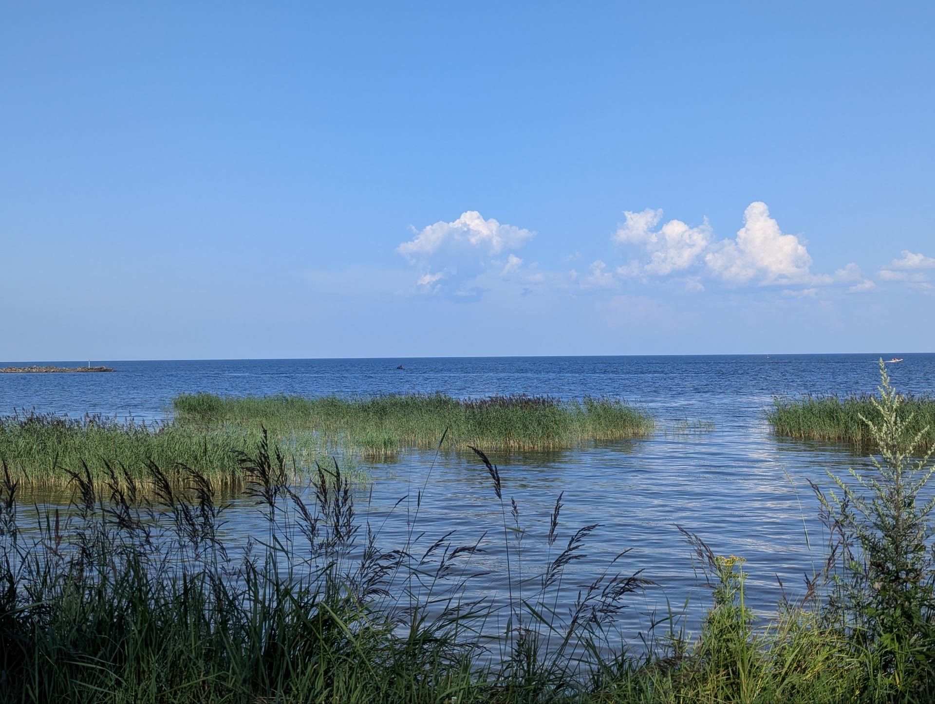 the gulf of finland, islands of reeds standing in shallow water under cumulus clouds