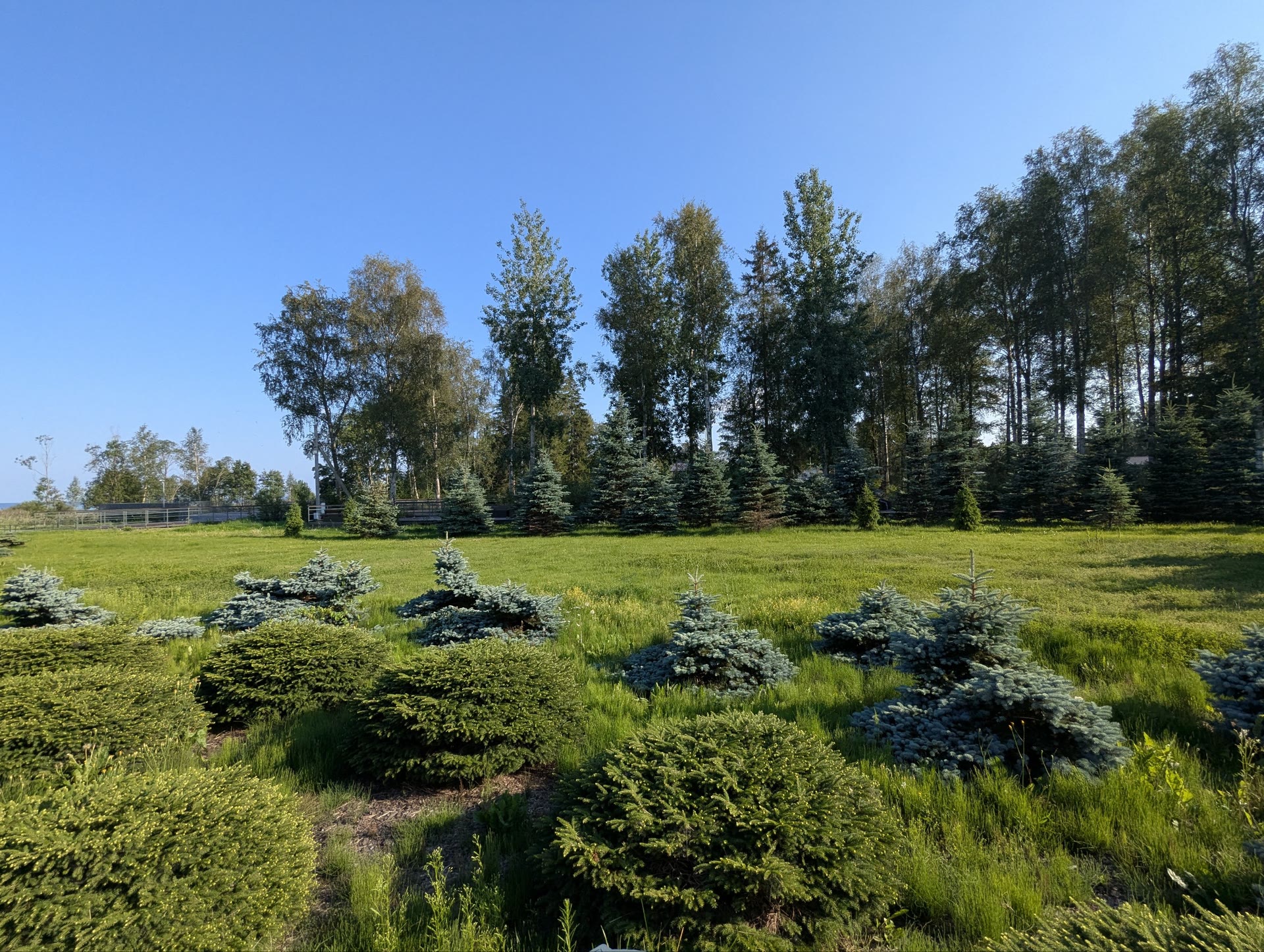 a lawn of young blue spruces and birches near the shore in evening light