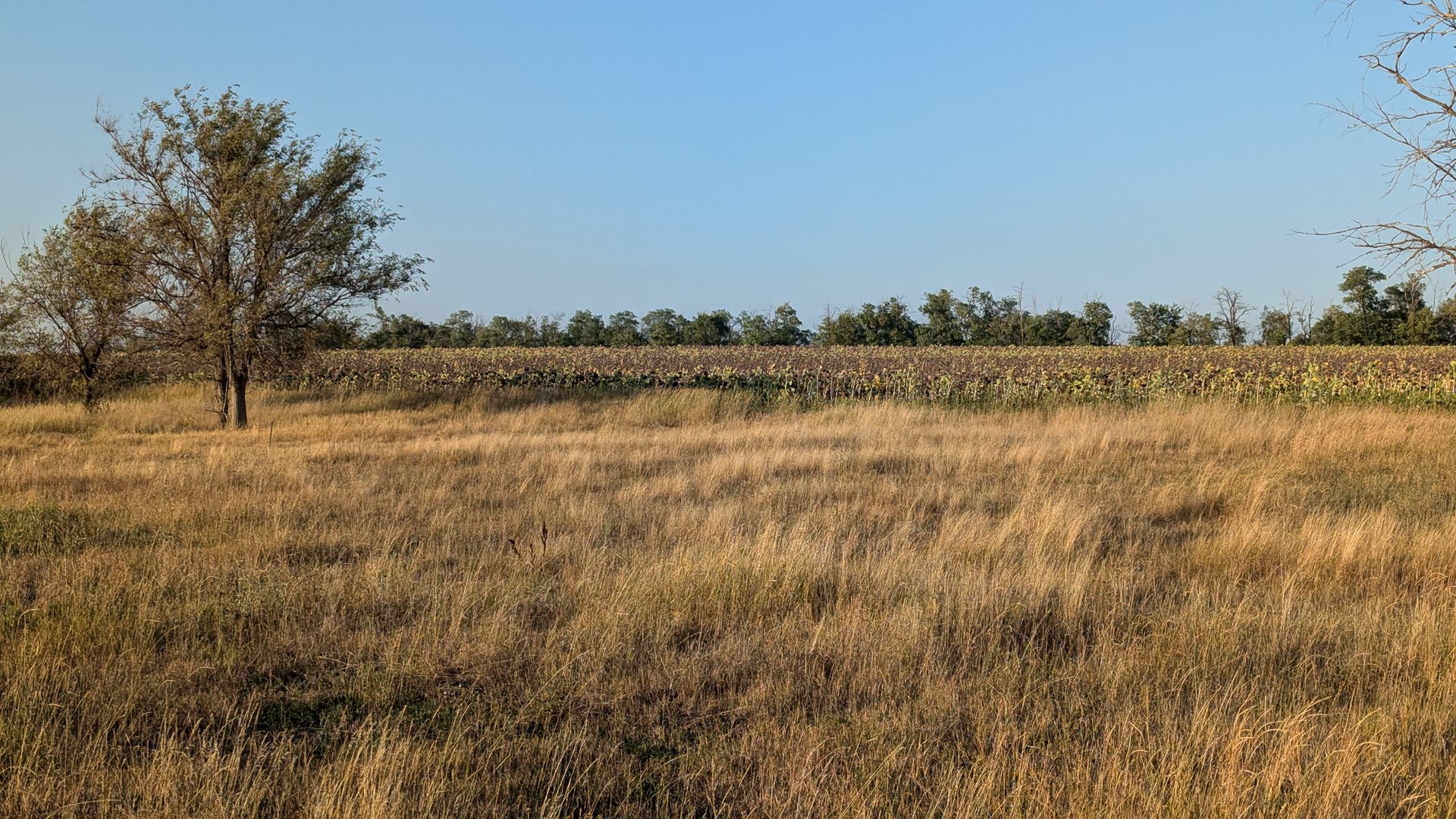 a field of dry grass with a lone tree, a sunflower field going over behind it