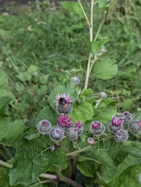a bumblebee working over burdock flowers, small snails parked on the leaves below