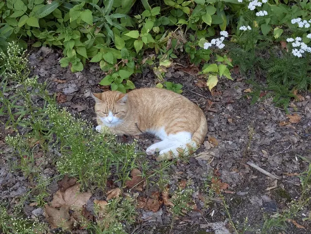 a ginger and white cat dozing on leaf litter beside a flowerbed