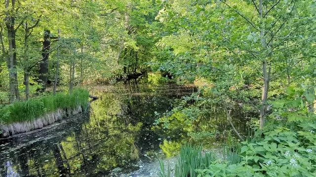 an overgrown forest stream, everything a very loud green