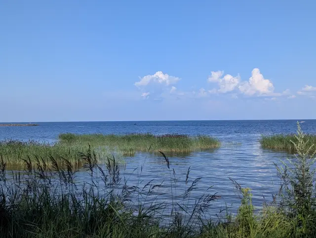 the gulf of finland, islands of reeds standing in shallow water under cumulus clouds