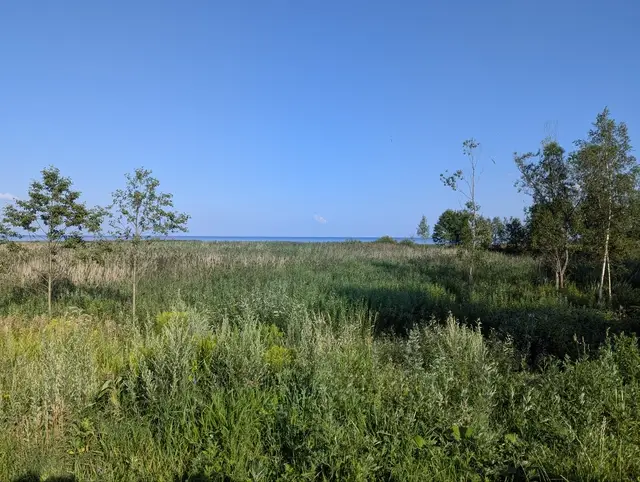 an overgrown coastal meadow running down to the gulf on the horizon