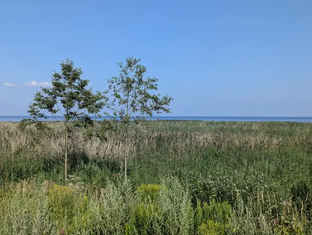 two young trees standing above a reed bed by the gulf