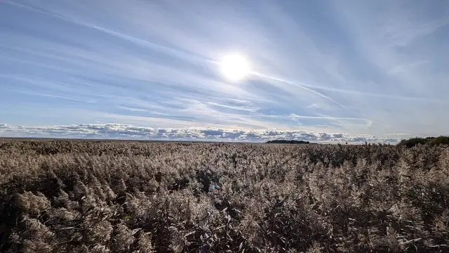 an autumn reed field under a low sun, contrails striping the sky