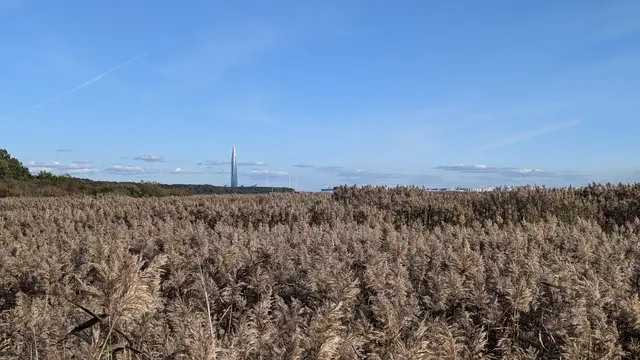a reed field with the lakhta center spire on the horizon