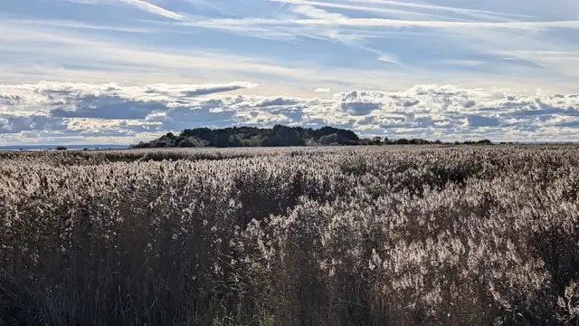 a reed field with an island of trees far off under broken cloud