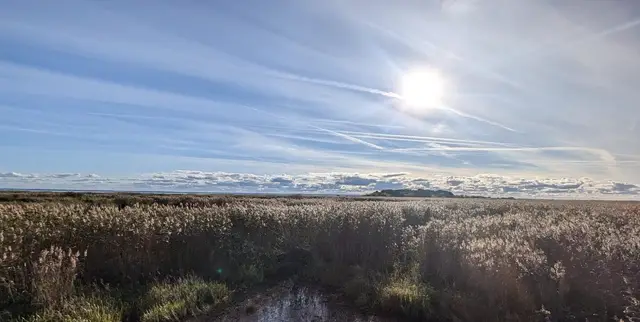 a muddy path cutting through the reeds toward the water, sun low and hazy