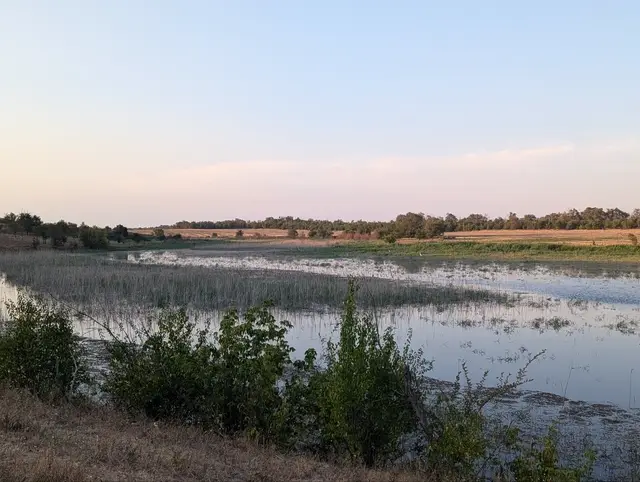 a shallow flood pond full of reeds with egrets standing in it, harvested fields beyond, dusk turning pink