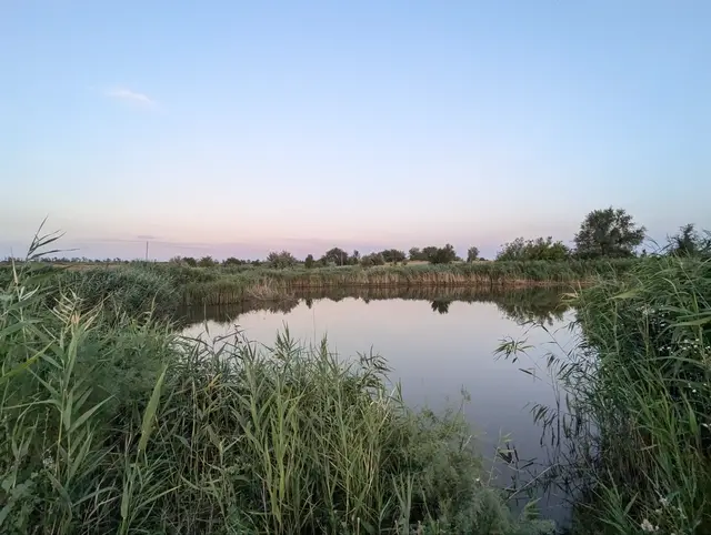 a small round pond ringed with reeds, holding the pink of the sky