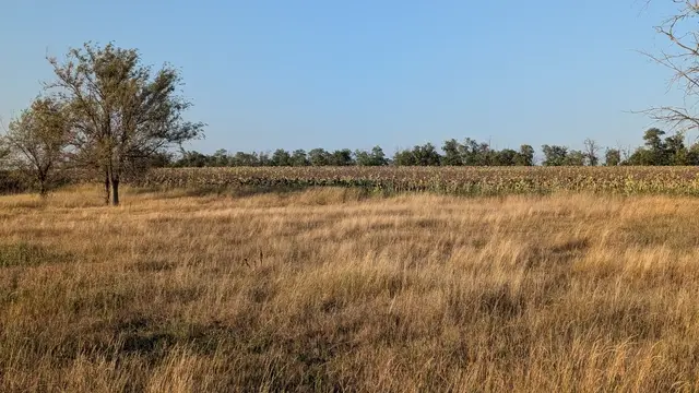 a field of dry grass with a lone tree, a sunflower field going over behind it