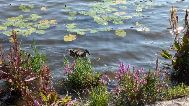 a mallard among lily pads, purple loosestrife flowering on the bank