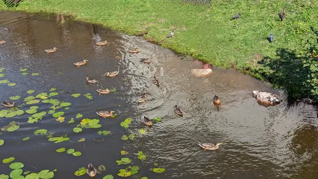 ducks and pigeons crowding the grassy bank of a park pond