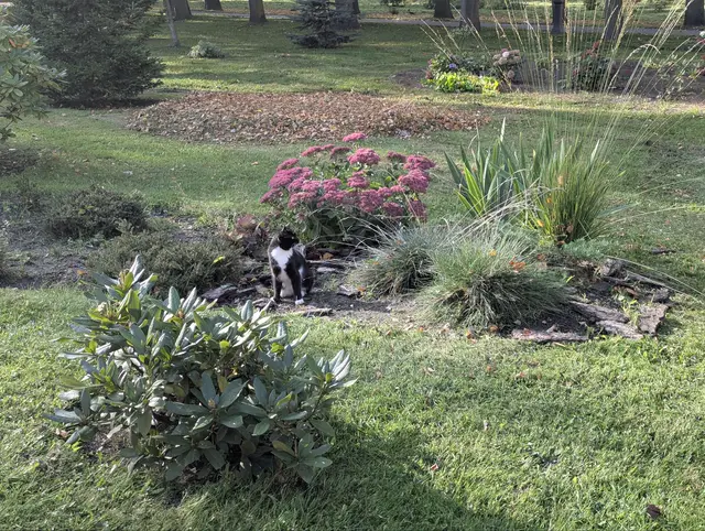 a black and white cat sitting in a flowerbed next to pink sedum, a lawn and leaf piles around it