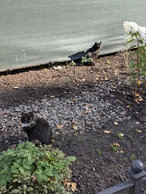 two dark cats on a bare flowerbed, one in front by a shrub and one watching from under a tarp at the back