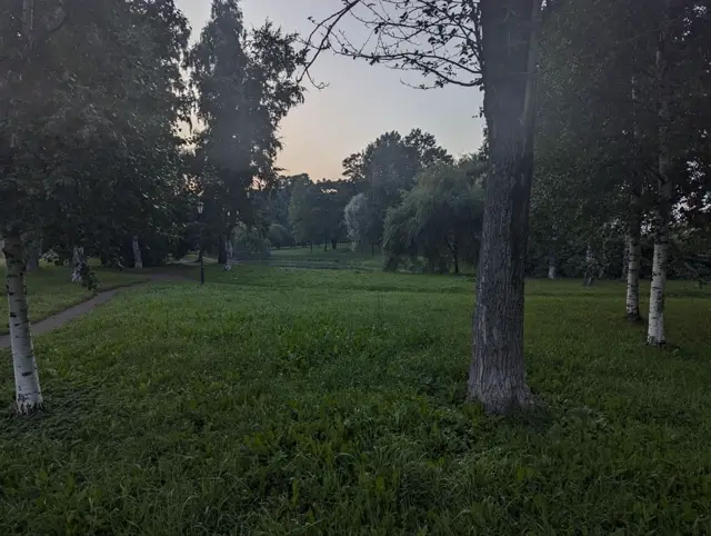 birches and long grass in a park after sunset, a pond lying flat behind them